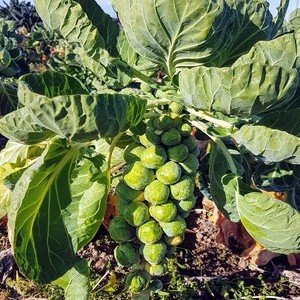 Brussel Sprouts, loose per kilo